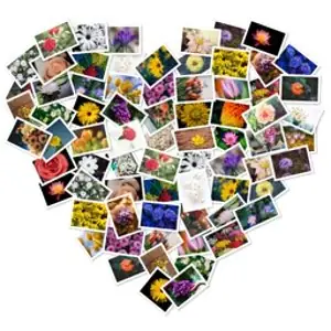 Иконка FigrCollage Professional 3.1.1.0 RePack (& Portable) by elchupacabra [Ru En]